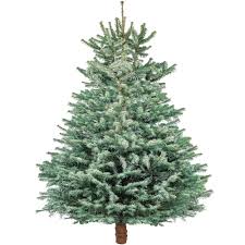 Blue Spruce Premium Cut 5ft-7ft