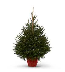 Norway Spruce Pot Grown