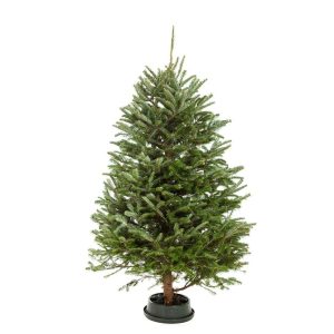 Fraser Fir Premium Cut 6/7ft